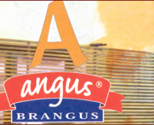 Angus Brangus